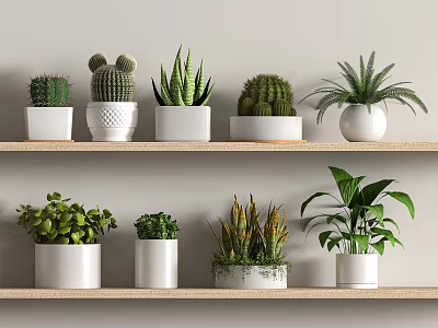 Various Potted Plants Including Cactus Aloe Vera Fern On Wooden Shelves In White And Patterned Pots 3d model