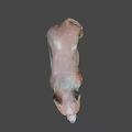 Brown And White Medium Sized Dog Standing On Neutral Gray Background