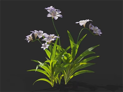 Purple and White Flowers with Long Green Leaves in Clustered Bloom 3d model