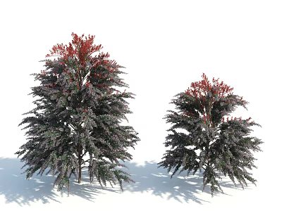 Lush Shrubs With Deep Green And Red Foliage Tall And Short Varieties 3d model