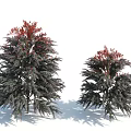 Lush Shrubs With Deep Green And Red Foliage Tall And Short Varieties