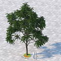 Lush Green Arbor With Brown Trunk On Gray Tiled Ground And Person Measuring