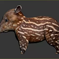 Baby Tapir With Brown And White Stripes Standing As Toy Figurine On Black Background