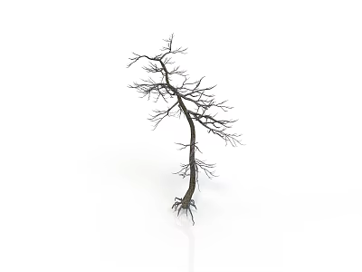 Dry Leafless Tree with Slender Trunk and Fibrous Roots on White Background 3d model