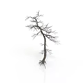 Dry Leafless Tree with Slender Trunk and Fibrous Roots on White Background