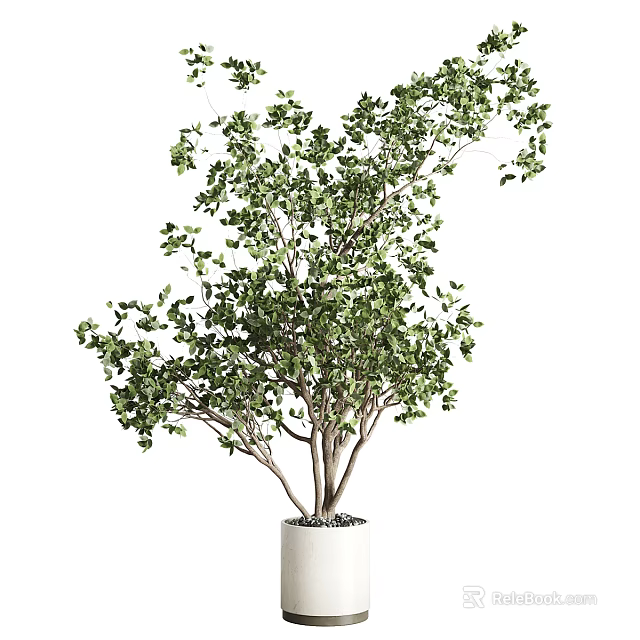 Beautiful Bonsai Plant with Lush Green Leaves Multi Branched Trunk in White Ceramic Pot 3d model 