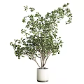 Beautiful Bonsai Plant with Lush Green Leaves Multi Branched Trunk in White Ceramic Pot
