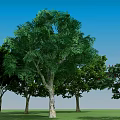 Lush Green Arbor Trees With Red Fruits In Grassland Under Blue Sky