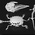 Creative White Animal Skeleton Decorative Ornament Set for Home Decor Display on Black Background