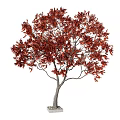 Plant Tree Maple Tree Outdoor Trees 3d model