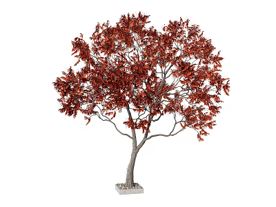 Beautiful Red Leaves Arbor Tree With Slender Trunk And Small Base Against White Background 3d model