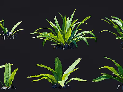 Green Ferns With Lush Vibrant Fronds In Different Positions On Black Background 3d model