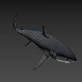 Realistic Great White Shark 3D Model Swimming Against Blue Background With Detailed Features