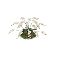 Elegant White Orchid Blooms in Gray Shallow Bowl Vase with Green Leaves