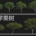 Various Fruit Tree Species Including Plum Mango Pear And Apple Trees With Different Sizes 3d model