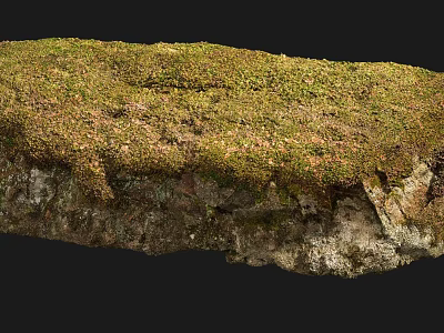 Natural Stone and Wood Surface Covered with Lush Green Moss Texture 3d model