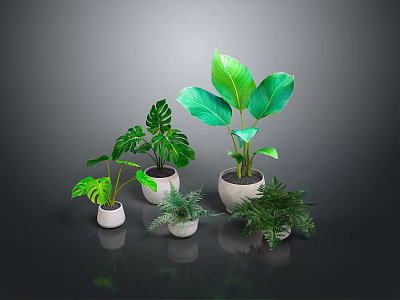 Various Green Leafy Potted Plants In White Pots With Different Sizes And Indoor Arrangement 3d model
