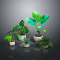 Various Green Leafy Potted Plants In White Pots With Different Sizes And Indoor Arrangement