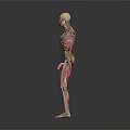 Human Anatomy 3D Model Showing Muscular Skeletal And Internal Organs Structure 3d model