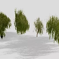 Weeping Willow Trees with Green Hanging Branches and Brown Trunks on Light Ground with Shadows