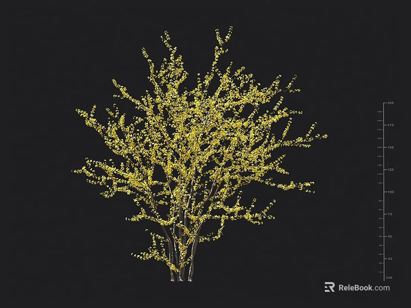 Yellow Flowering Shrub With Dense Branches And Height Scale On Black Background 3d model