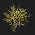 Yellow Flowering Shrub With Dense Branches And Height Scale On Black Background 3d model