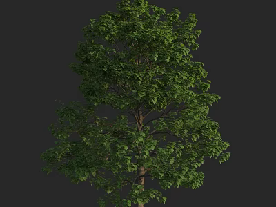 Tall Deciduous Arbor with Lush Green Foliage and Strong Trunk in Natural Landscape 3d model