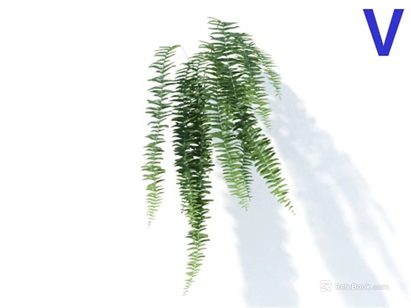 Lush Green Hanging Fern Plants With Long Trailing Leaves On White Background 3d model 