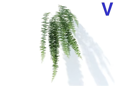 Lush Green Hanging Fern Plants With Long Trailing Leaves On White Background 3d model