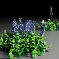 Lush Green Ground Cover With Vibrant Blue Flowers In Garden Landscape
