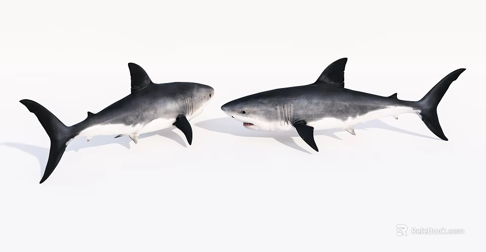 Two Grey And White Sharks Facing Each Other With Open Mouth 3d model 