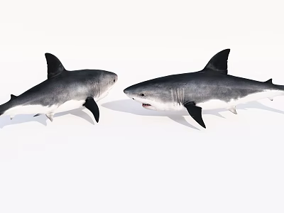 Two Grey And White Sharks Facing Each Other With Open Mouth 3d model