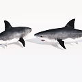 Two Grey And White Sharks Facing Each Other With Open Mouth