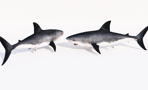 The Modern Shark 3d model