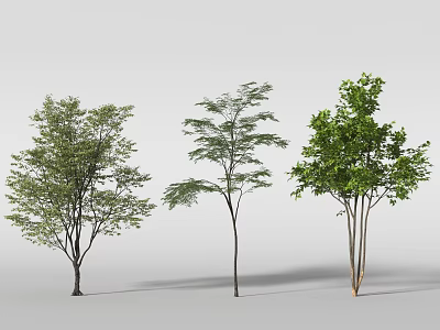 Different Types of Arbor Trees with Green Foliage and Varying Heights 3d model