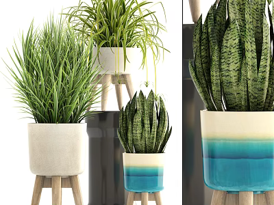 Various Bonsai Potted Plants with Cream Blue Gradient Ceramic Pots on Wooden Stands 3d model