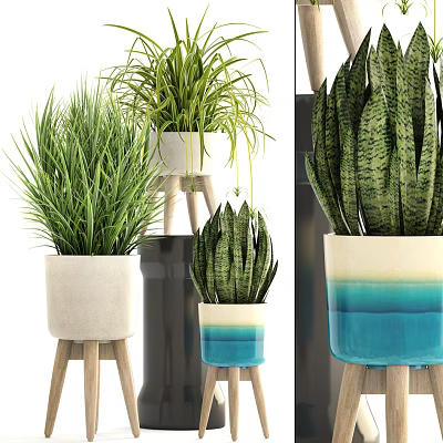Various Bonsai Potted Plants with Cream Blue Gradient Ceramic Pots on Wooden Stands 3d model