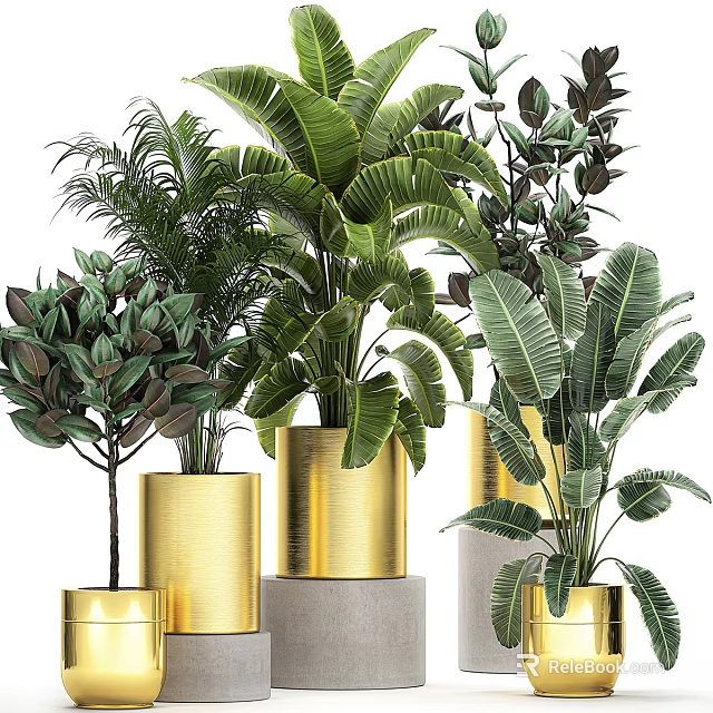 Green Plants In Golden Pots Of Various Sizes With Large Tropical Leaves For Garden Decor 3d model 
