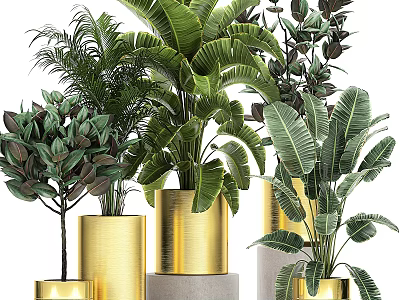 Green Plants In Golden Pots Of Various Sizes With Large Tropical Leaves For Garden Decor 3d model