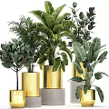 Green Plants In Golden Pots Of Various Sizes With Large Tropical Leaves For Garden Decor