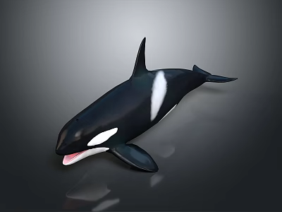 Black And White Orca Aquatic Animal With Open Mouth And Swimming Posture 3d model
