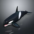 Black And White Orca Aquatic Animal With Open Mouth And Swimming Posture