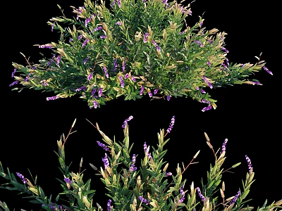 Decorative Ornament Set With Purple Small Flowers And Green Leaves Arrangement 3d model