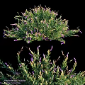 Decorative Ornament Set With Purple Small Flowers And Green Leaves Arrangement