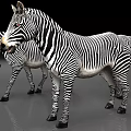 Three Zebras With Black White Stripes Standing On Gray Floor Against Black Background