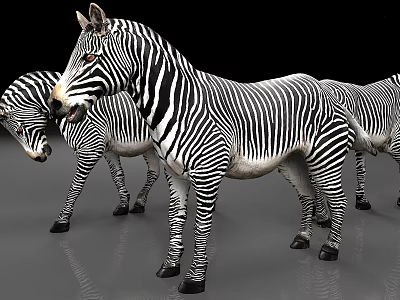 Three Zebras With Black White Stripes Standing On Gray Floor Against Black Background 3d model