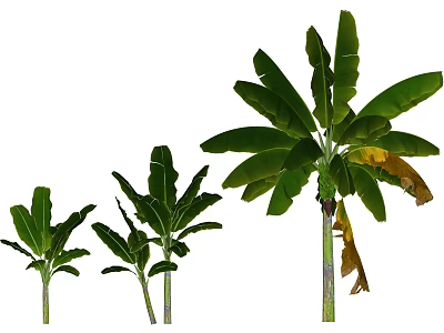 Tropical Banana Trees In Various Sizes With Green Leaves And Yellowing Foliage 3d model