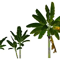 Tropical Banana Trees In Various Sizes With Green Leaves And Yellowing Foliage