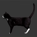 Black and white cat standing on gray surface with visible reflection 3d model