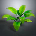 Vibrant Lush Green Plant With Large Fresh Leaves Against Gray Background